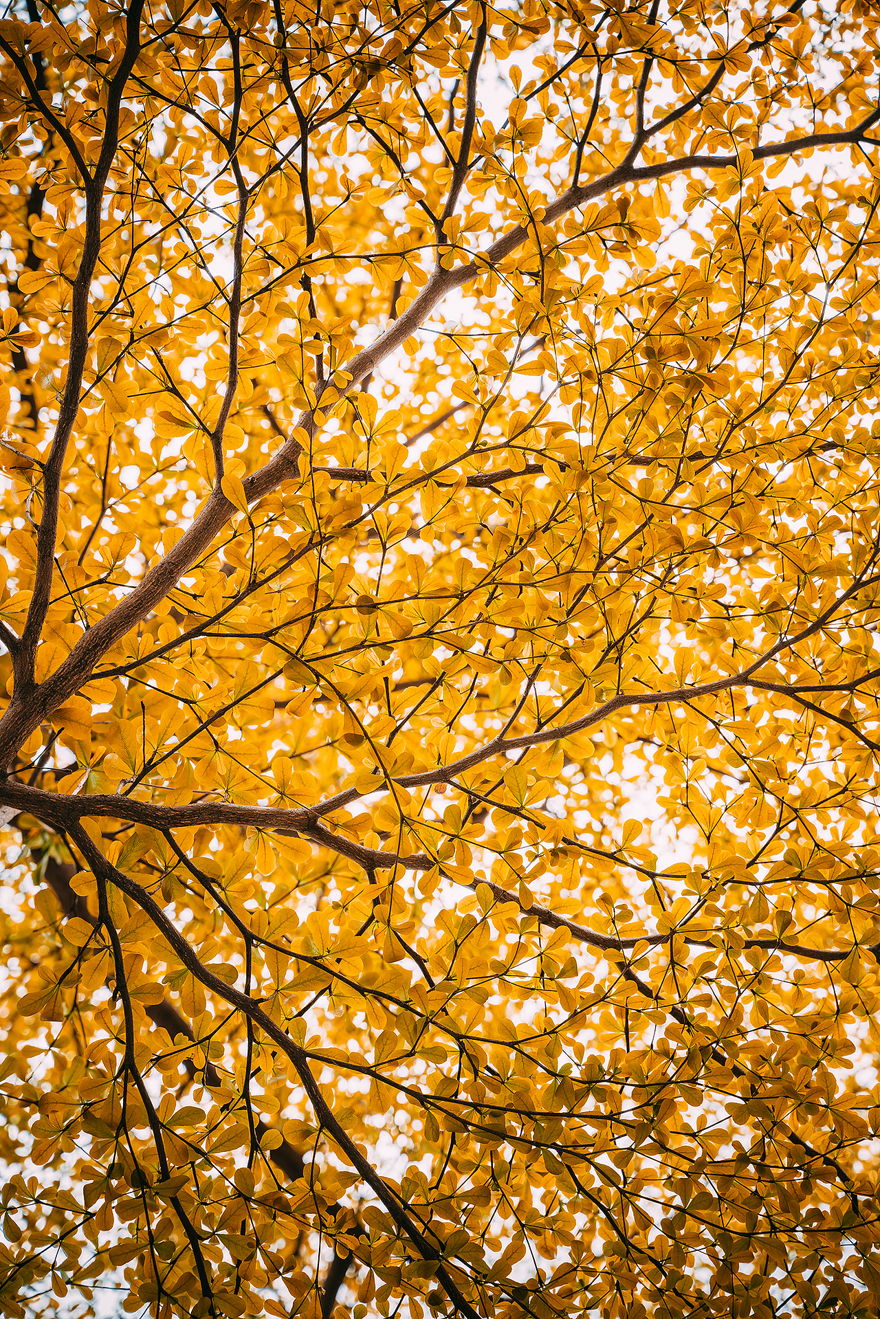 发现春天 鹏城深圳 2022