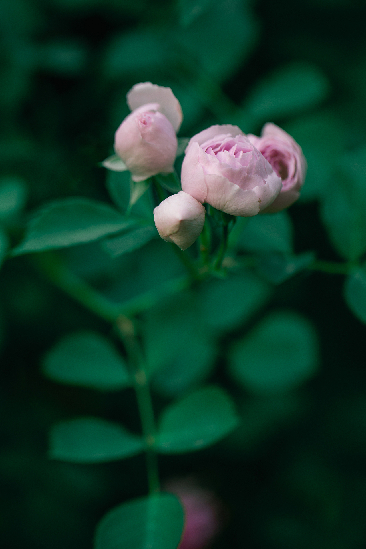 夏之花--粉蔷薇