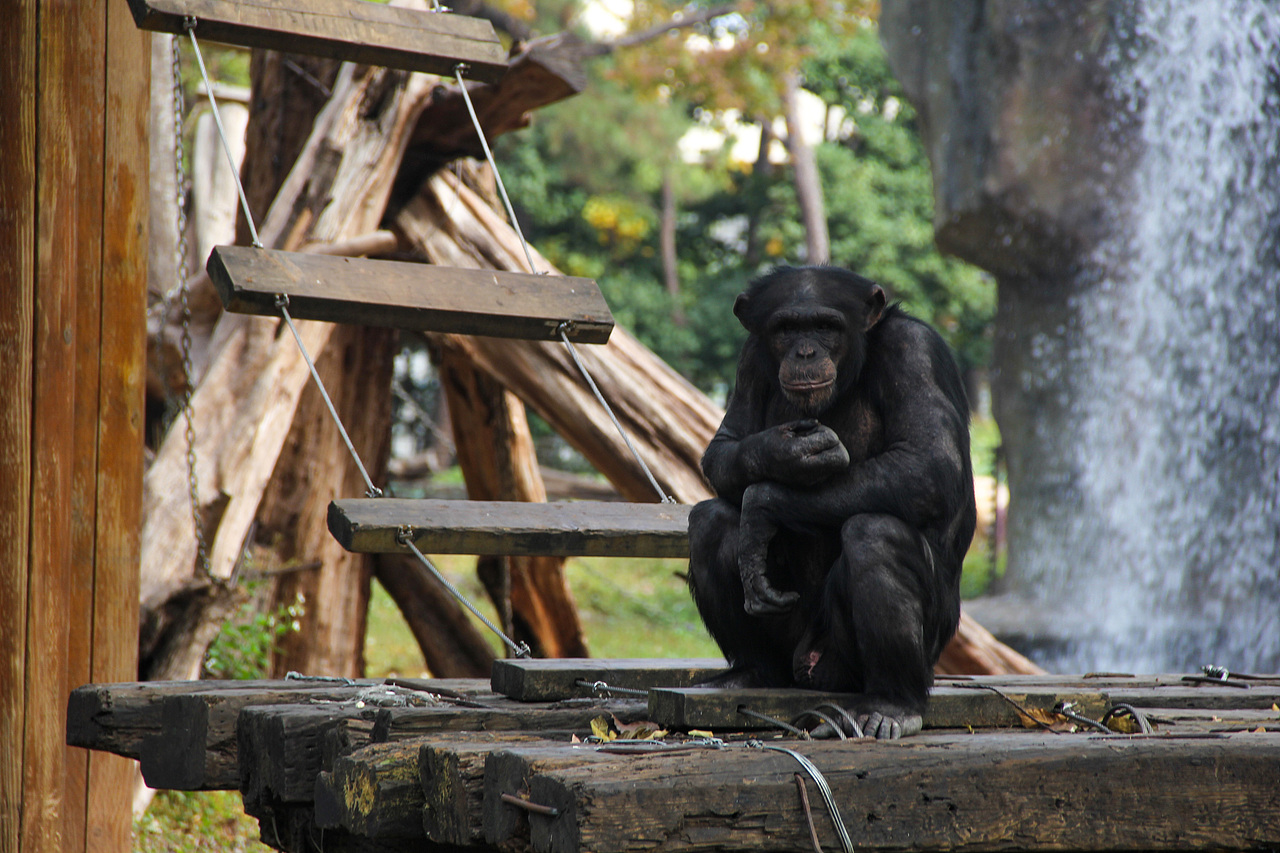 万物可爱（图ZMTk5OTY3NjA4） - 宠物摄影 - 站酷设计师小红帽JN原创素材 - 站酷ZCOOL