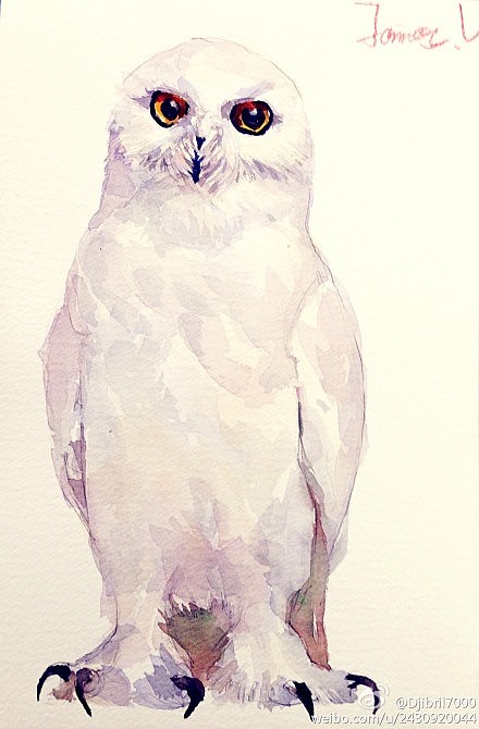 第4期水彩插画全日班课程示范雪鸮的水彩上色步骤