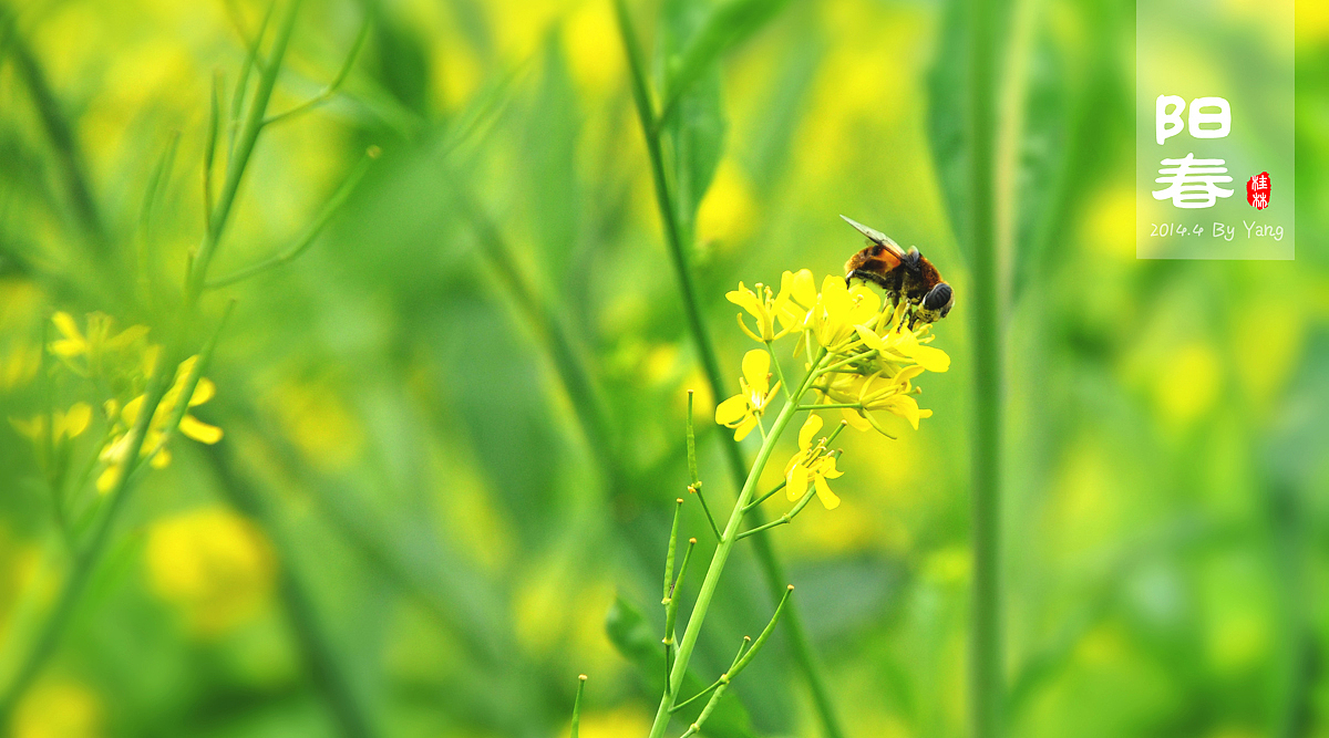 阳春三月下桂林-2014.4（图ZMTU4Nzc0MTI=） - 风光摄影 - 站酷设计师szuedu2005原创素材 - 站酷ZCOOL