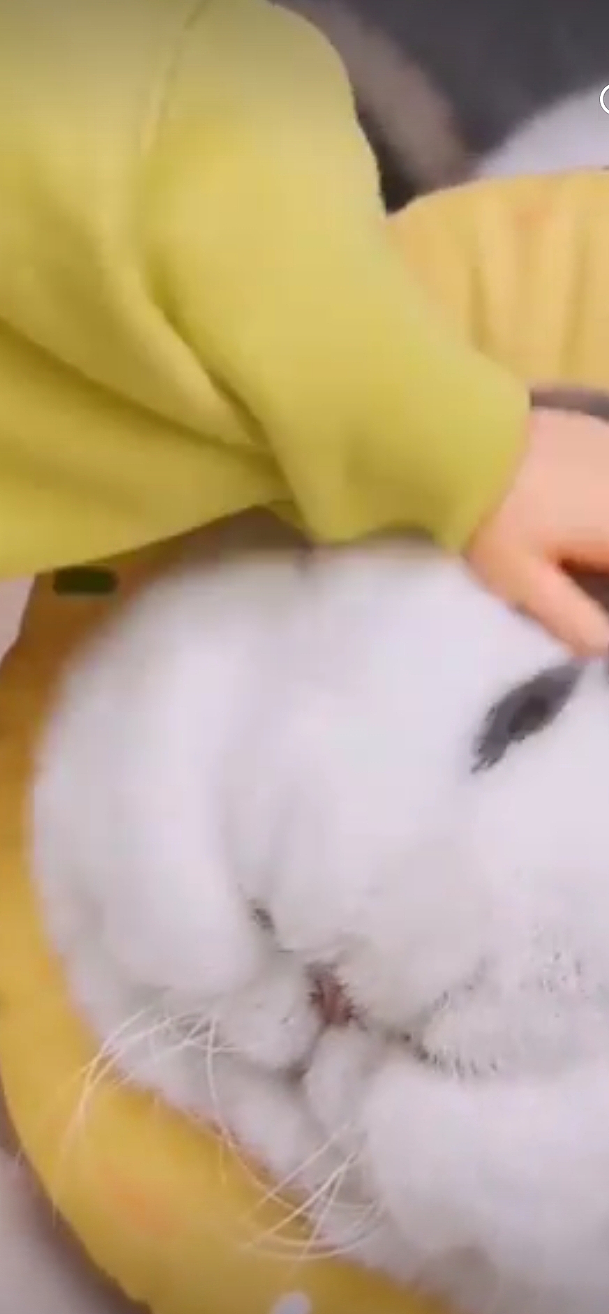 不仔细看，它就是一大坐垫