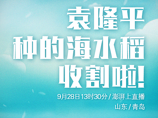 袁隆平海水稻直播