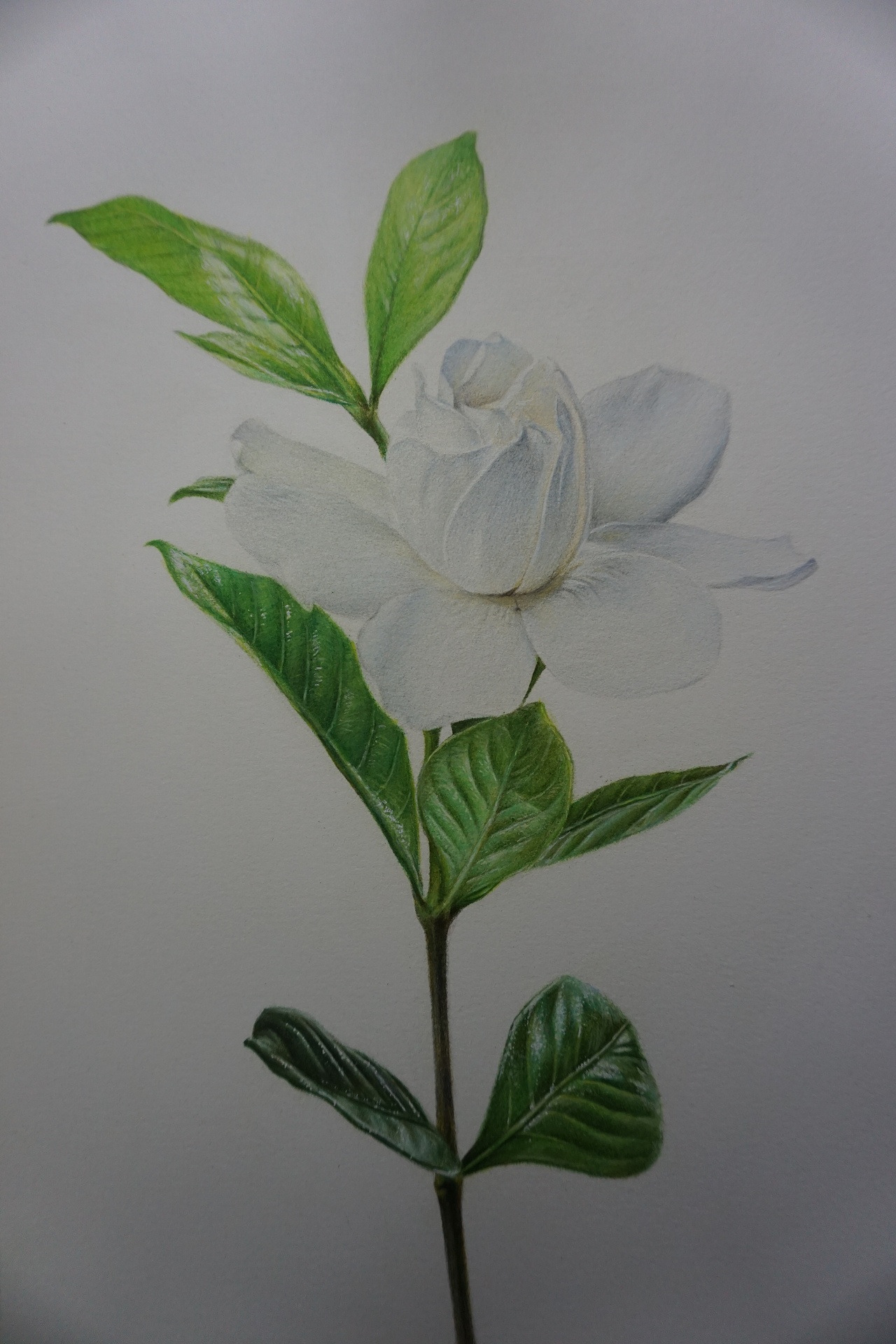 s.xin彩铅手绘】栀子花开