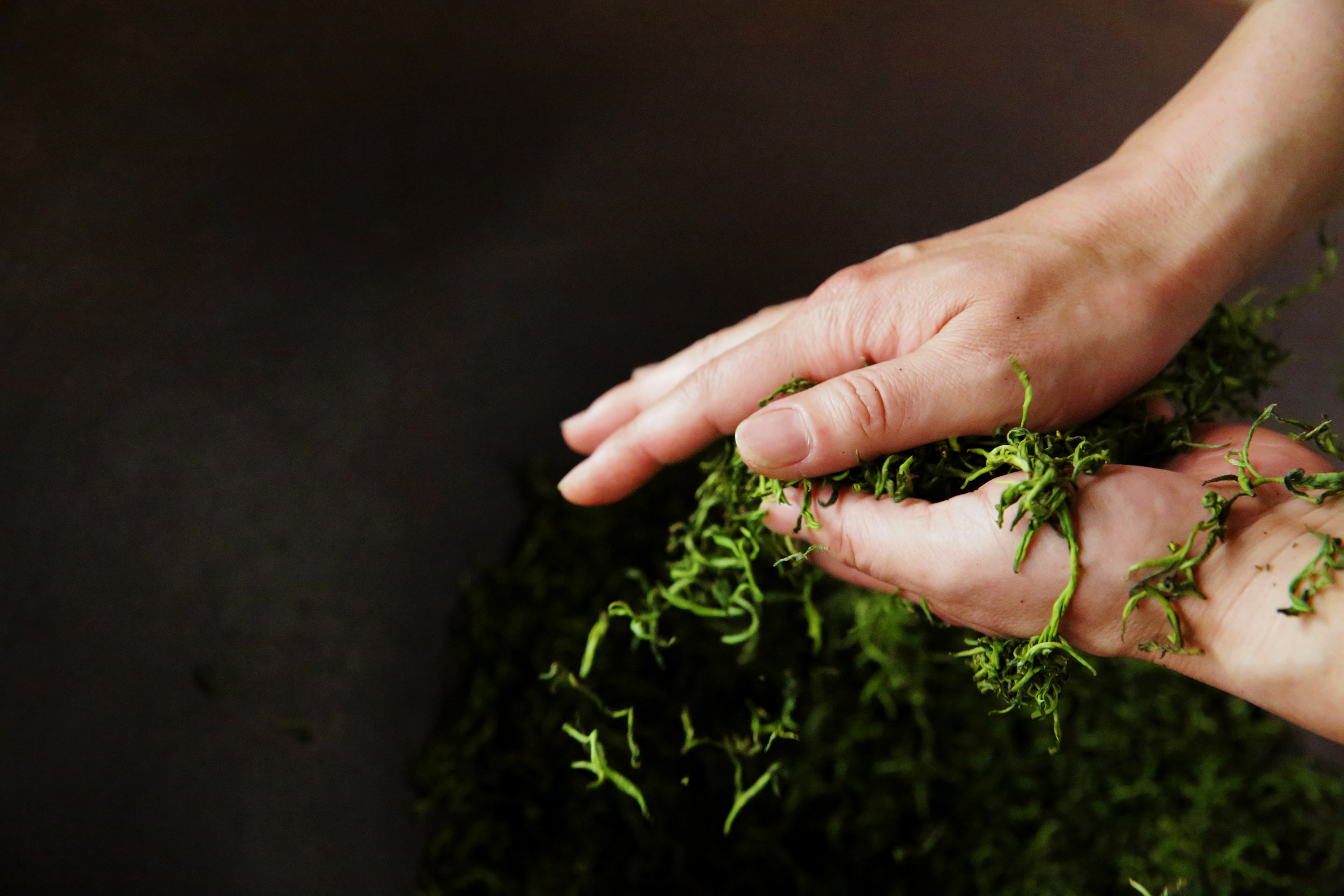 古法手工制茶 · 明前玲珑王小叶茶