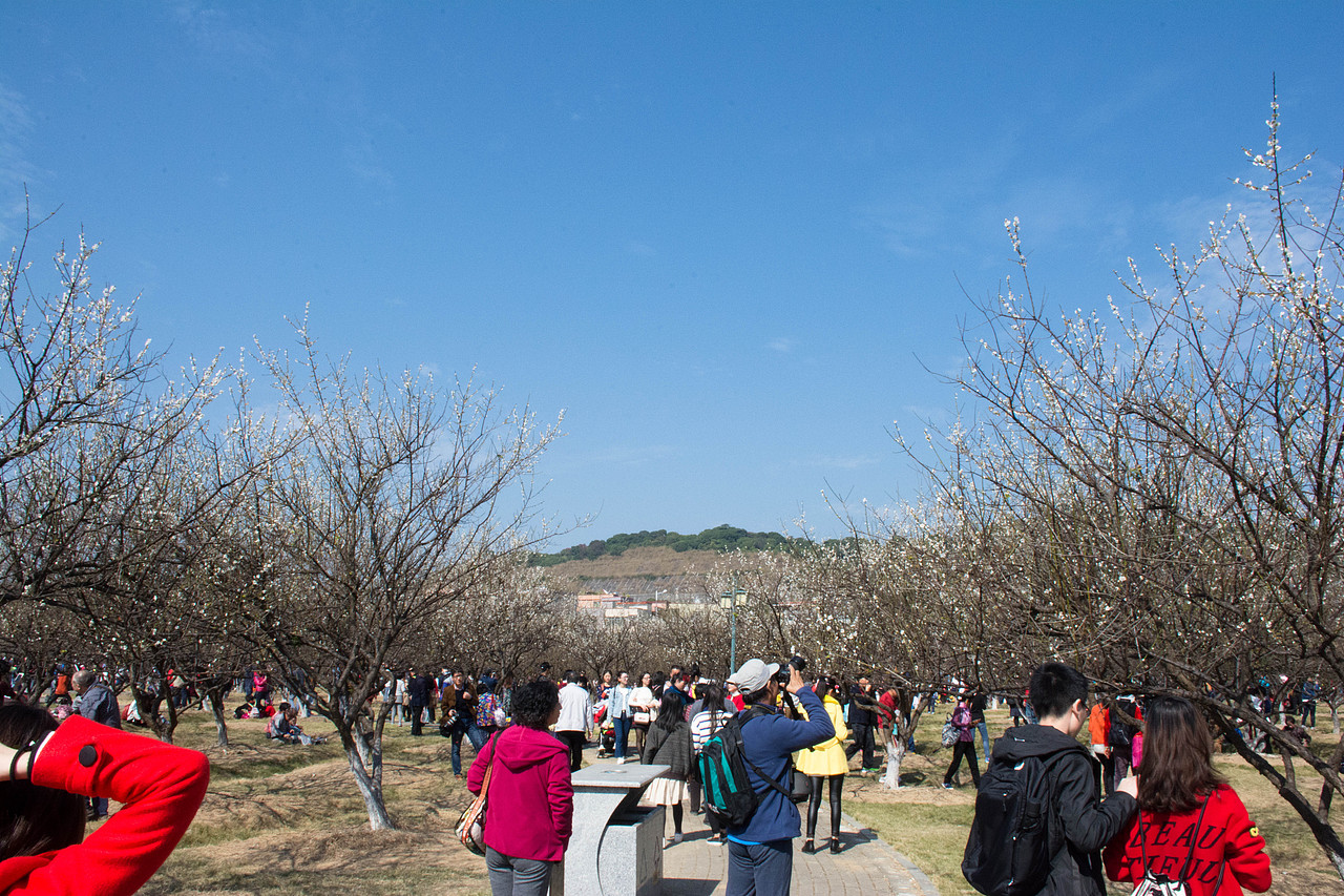 梅花-广州萝岗香雪