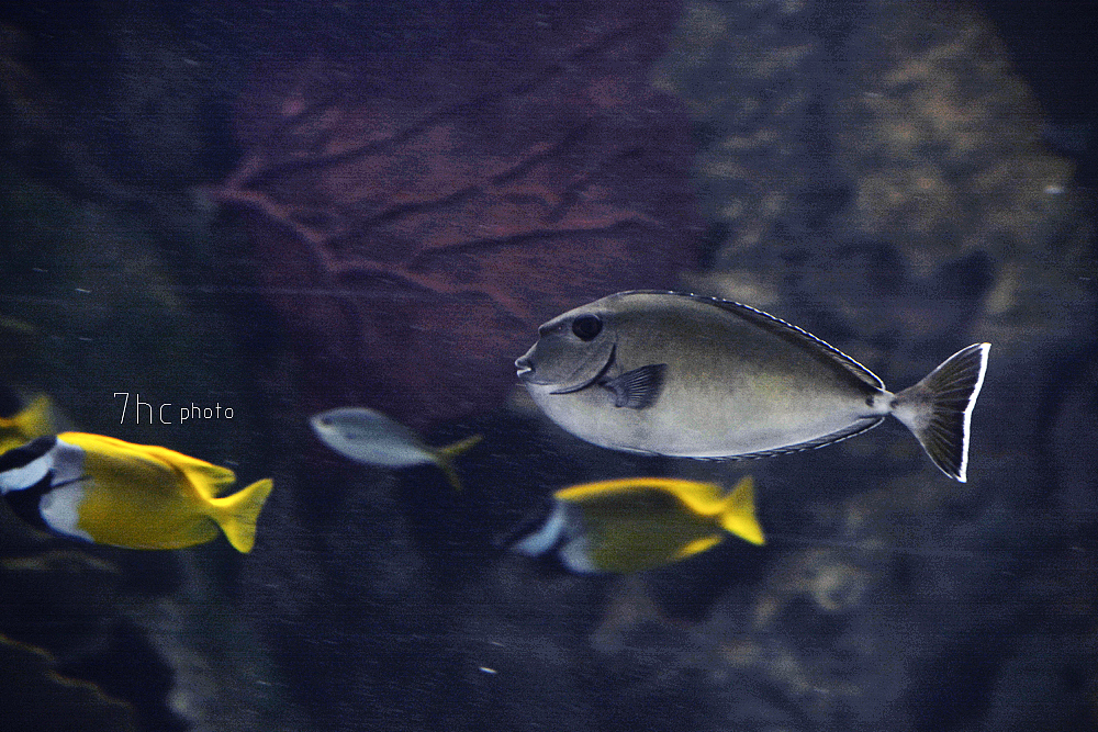 深海生物...（图ZMTE3OTYxNjYw） - 风光摄影 - 站酷设计师七号仓原创素材 - 站酷ZCOOL