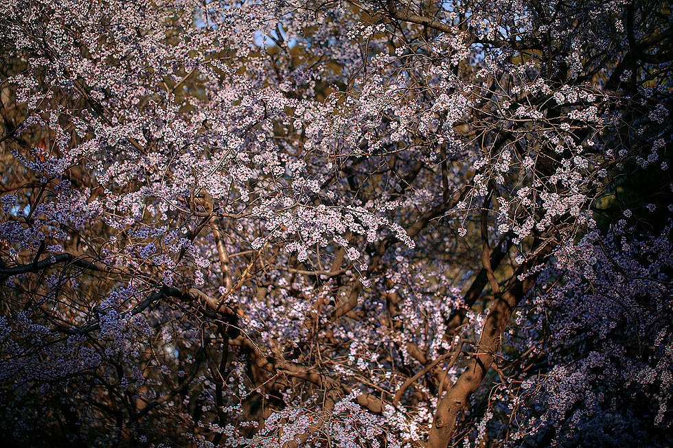 为自己的摄影（六）