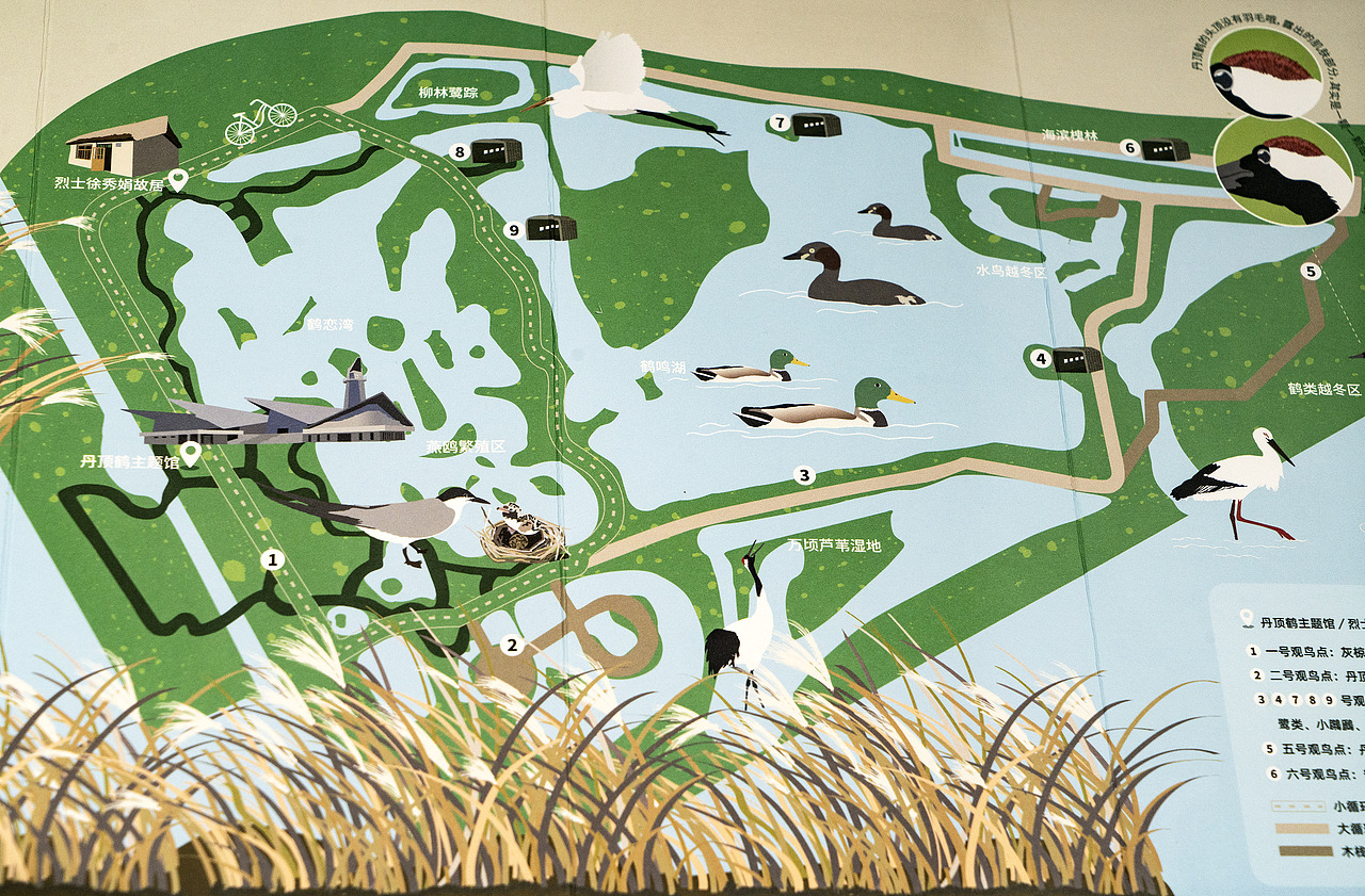 世界候鸟日-观候鸟折页及海报