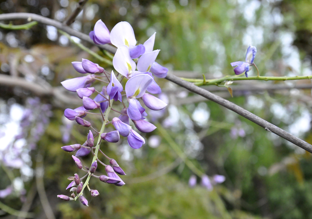 谁知道这种花叫什么名字吗？紫色四瓣花瓣，植株高约20-40cm。谢谢了_百度知道