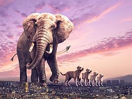 苏杭|创意合成练习-动物情结