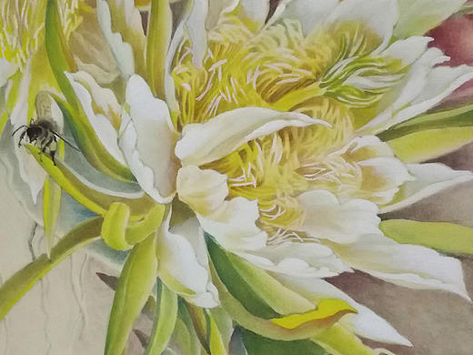 火龙果花 Pitaya（个人主页-ZMzUyODYwOTI=） - 绘画 - 站酷设计师DoudouBean原创素材 - 站酷ZCOOL