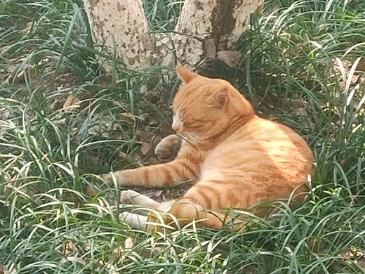 毛咪（个人主页-ZNDA2MzIyNjA=） - 宠物摄影 - 站酷设计师所念皆若星河2333原创素材 - 站酷ZCOOL