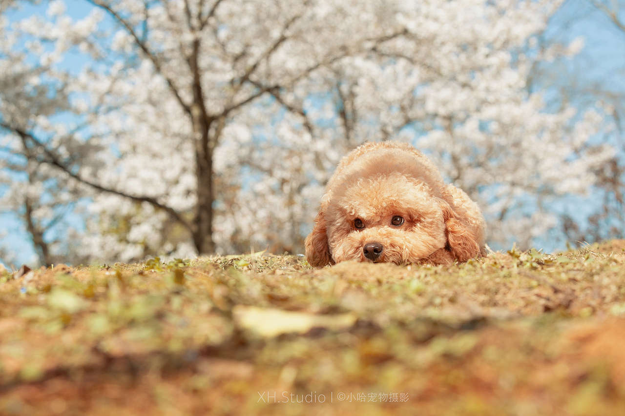合集五【小哈宠物摄影】（图ZMjQ5MDY0NTQ4） - 宠物摄影 - 站酷设计师小哈_ZwQ原创素材 - 站酷ZCOOL