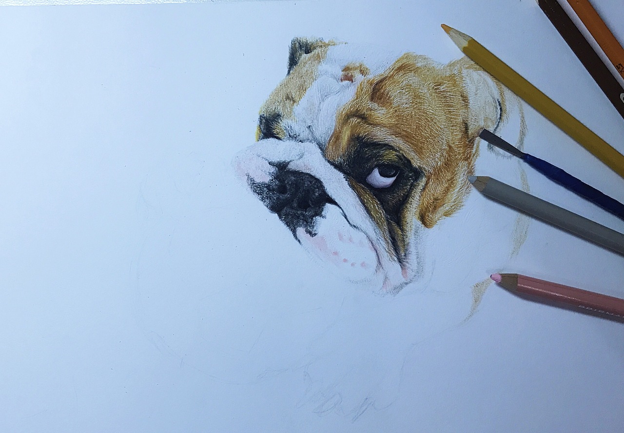 沙皮狗彩铅
