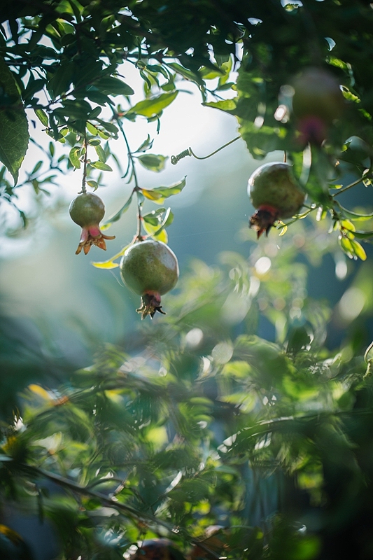 家门口的石榴树结出了规整的石榴,清晨的阳光流洒而下,它们熠熠生辉.