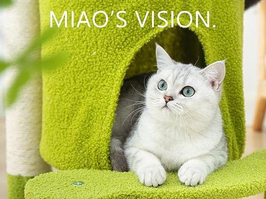 徐州宠物摄影#小咪