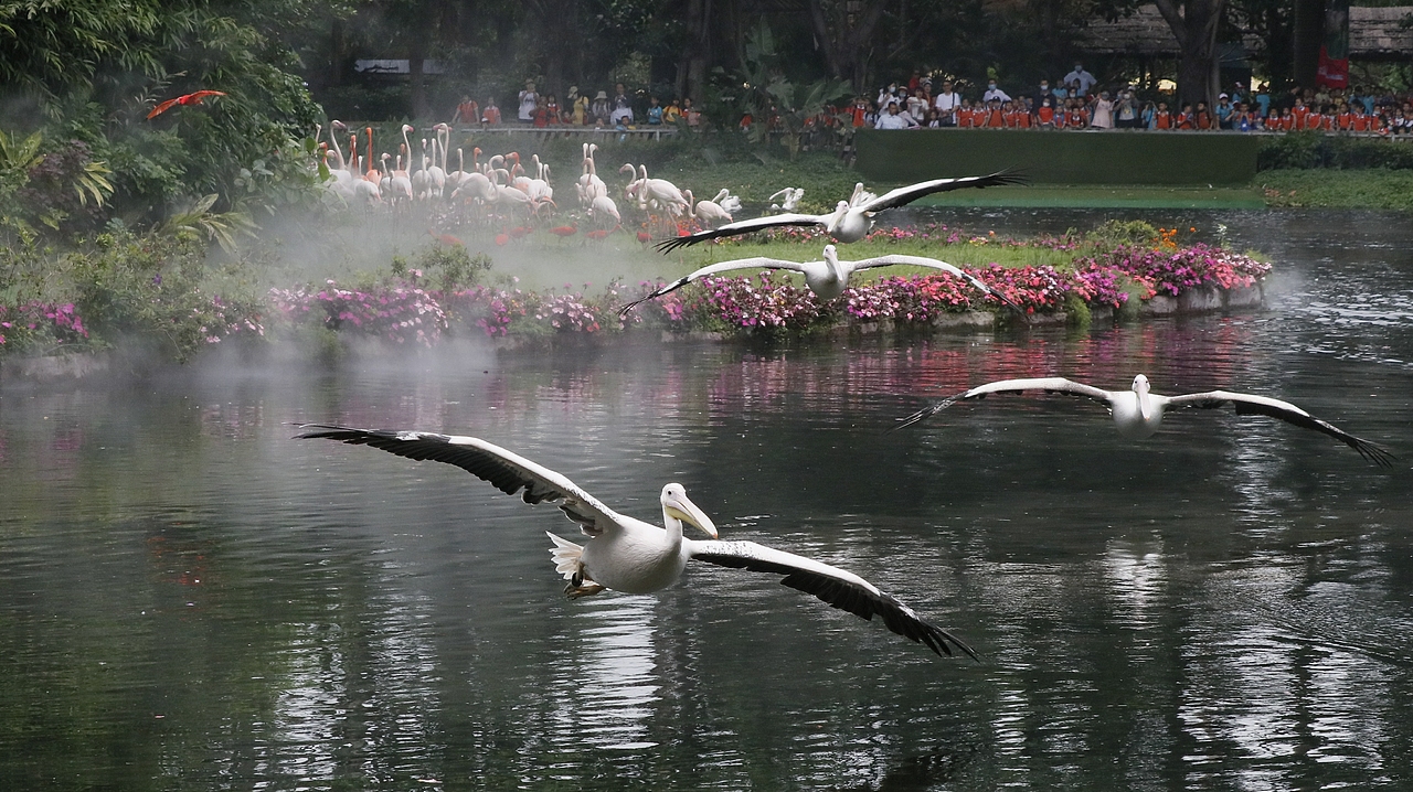 长隆飞鸟乐园-动物趣闻（图ZMjQ5NTU5NjAw） - 其他摄影 - 站酷设计师飞天猪猫原创素材 - 站酷ZCOOL