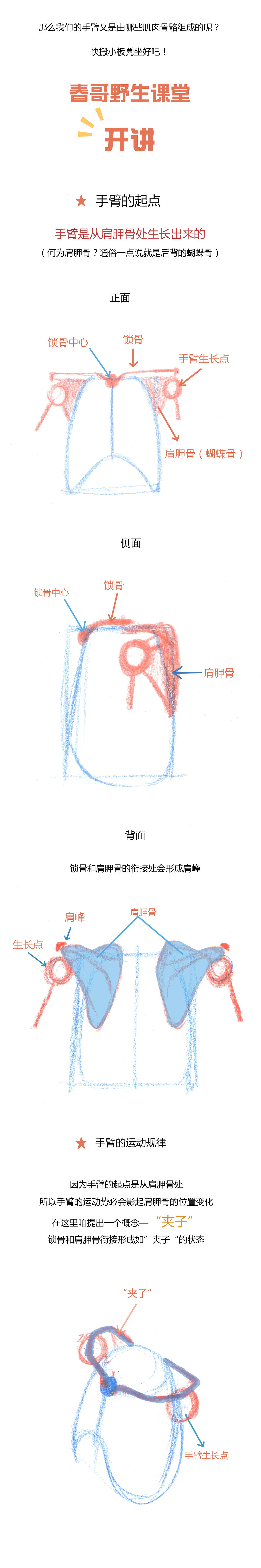 【春哥课堂】手臂肌肉到底怎么画？（理解+练习）（图ZMTMyMDM5MTk2） - 短篇/格漫 - 站酷设计师画画的春哥原创素材 - 站酷ZCOOL