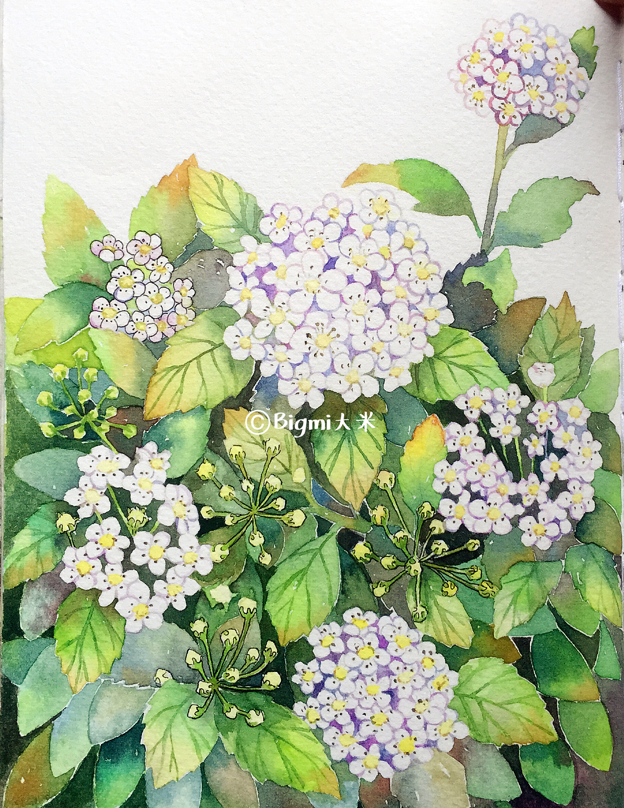 那些花儿-原创手绘水彩插画(图ZMTE5ODc1OTcy) - 艺术插画 - 站酷设计师Bigmi大米原创素材 - 站酷ZCOOL
