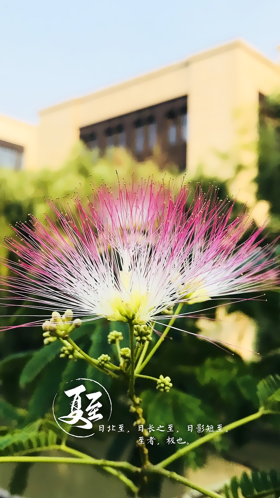 做了夏至的手机壁纸 |纯艺术|书法|字得方缘_原创作品-站酷zcool