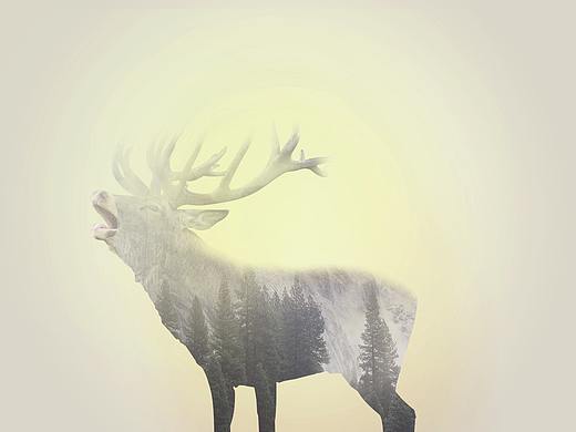 麋鹿（个人主页-ZMjQ3ODMwMDQ=） - 海报 - 站酷设计师王慧娇Quintus原创素材 - 站酷ZCOOL