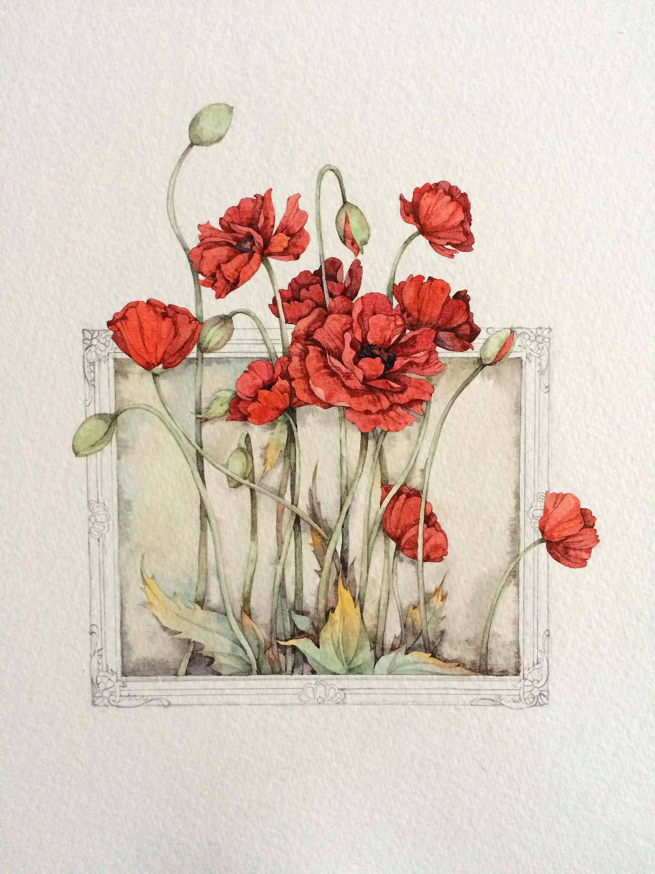 罂粟花附带过程图