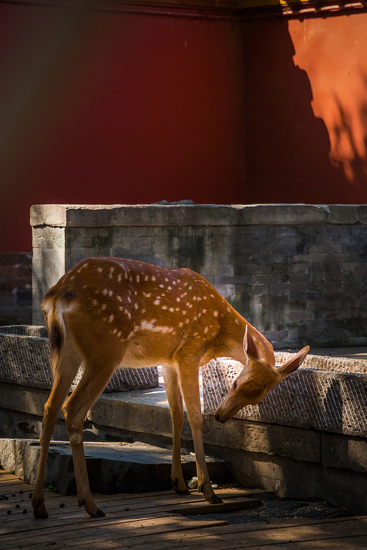 故宫神鹿-何必去奈良
