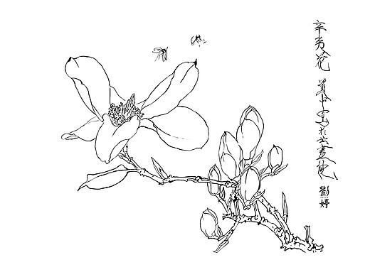 白描和线描的插画练习