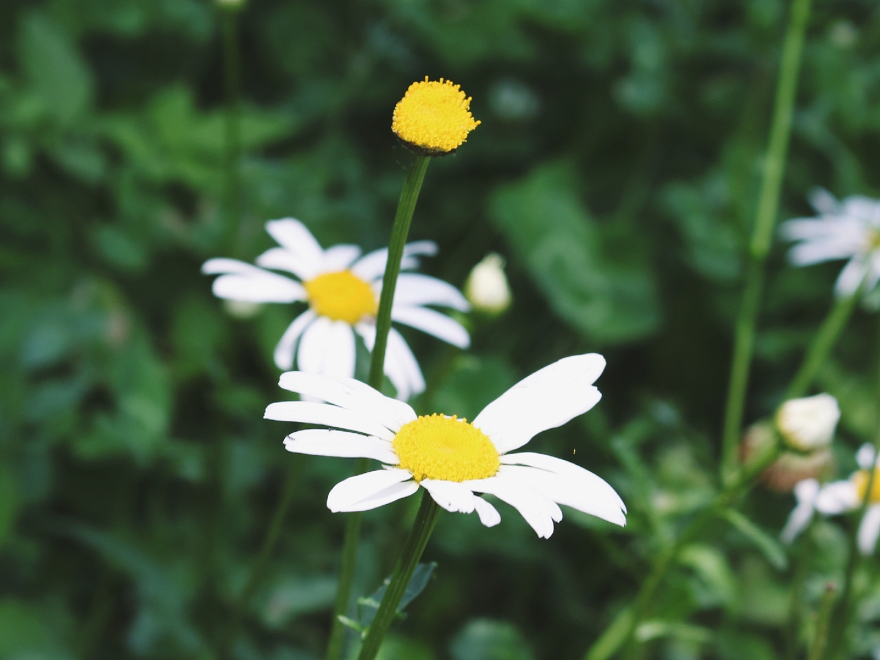 夏花篇（图ZMTE0NTI1NTU2） - 风光摄影 - 站酷设计师梵的暖原创素材 - 站酷ZCOOL