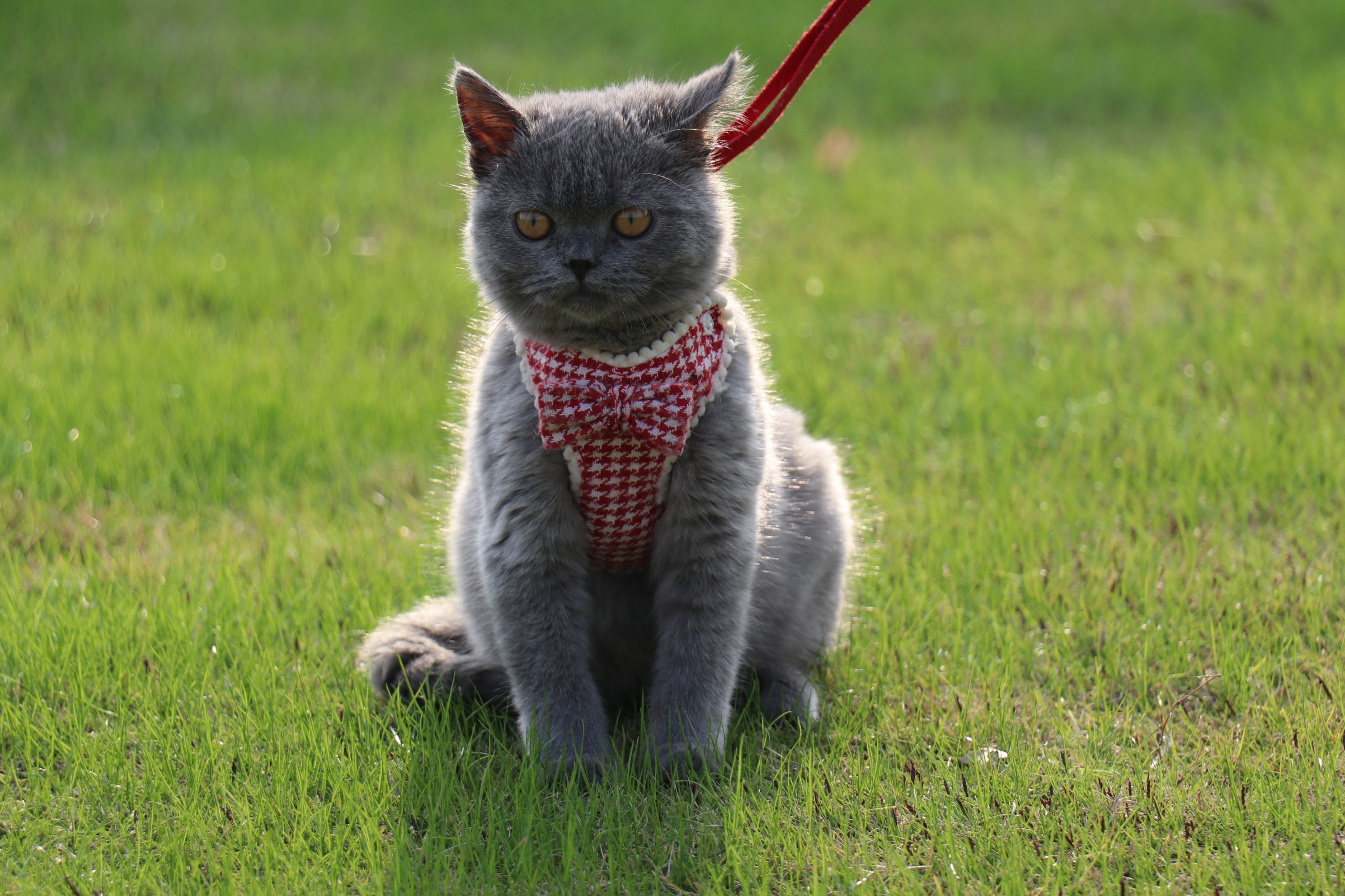 英短 蓝猫 双血统 种公 英国短毛猫