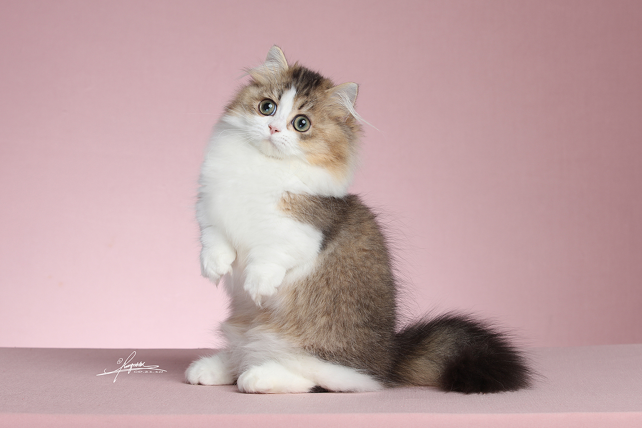 霍比特矮脚猫由AMYWORKS职业赛猫摄影-成都分部拍摄