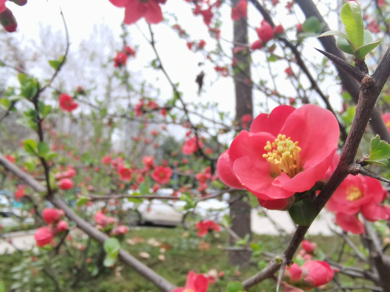 春天来了,用手机记录春天,荣耀30Pro+拍摄