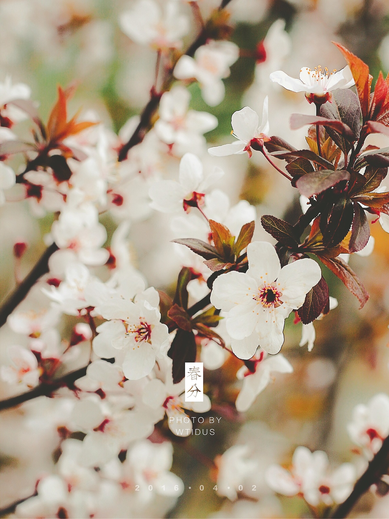 踏春“睬”花（图ZNDU5NDMzMjA=） - 风光摄影 - 站酷设计师Amoo阿毛原创素材 - 站酷ZCOOL