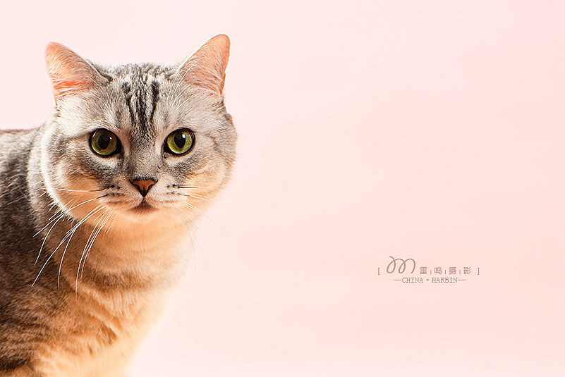 《MOJO喵鲜酱》美食产品 环境 宠物食品哈尔滨雷鸣摄影