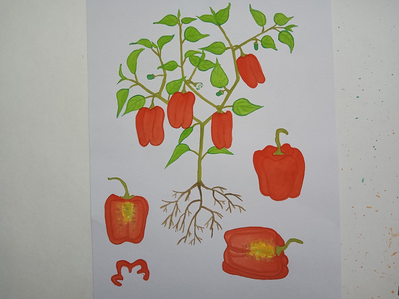 植物生长(辣椒)