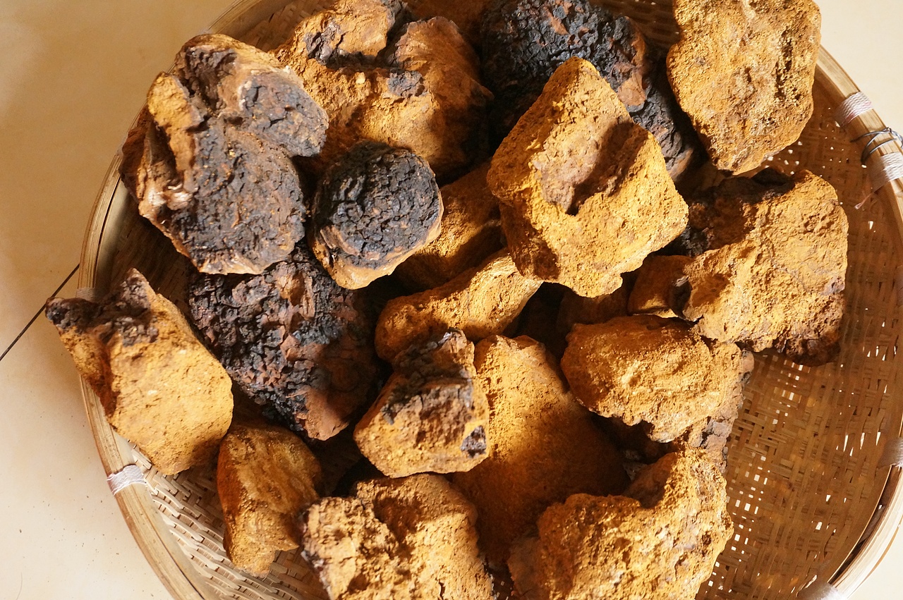 云南满泽桦树茸俄罗斯白桦茸