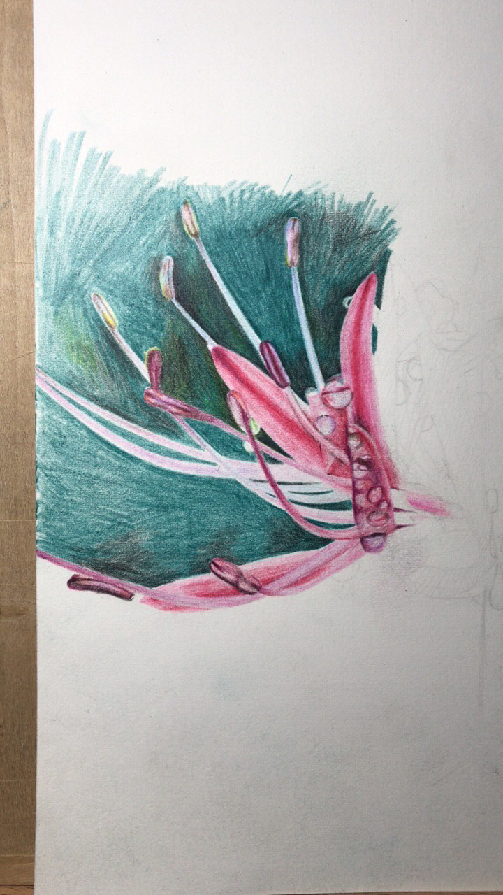 彩铅画曼珠沙华