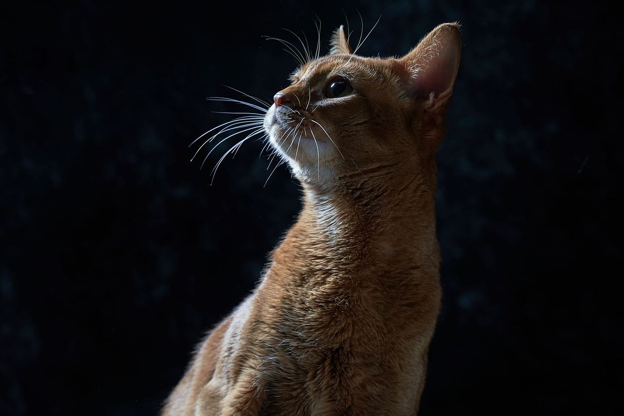 人类最早饲喂的猫咪之一——阿比西尼亚