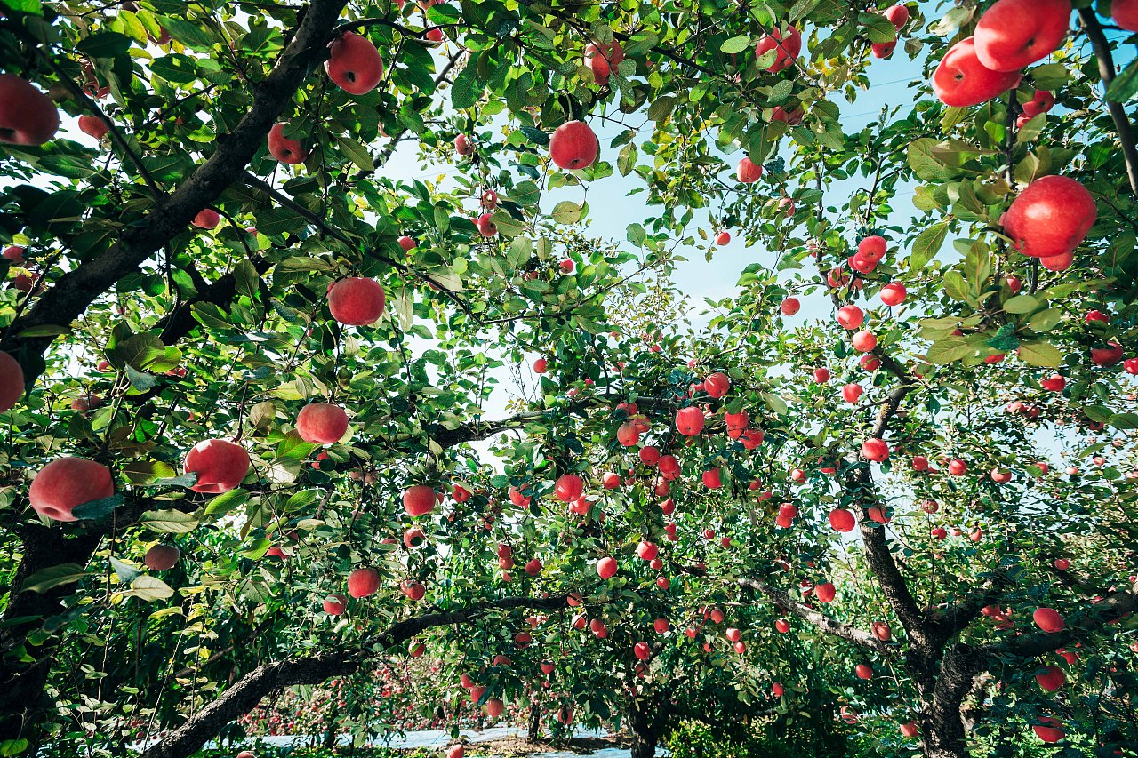 苹果果园|摄影|产品摄影|大樹 - 原创作品 - 站酷 (ZCOOL)