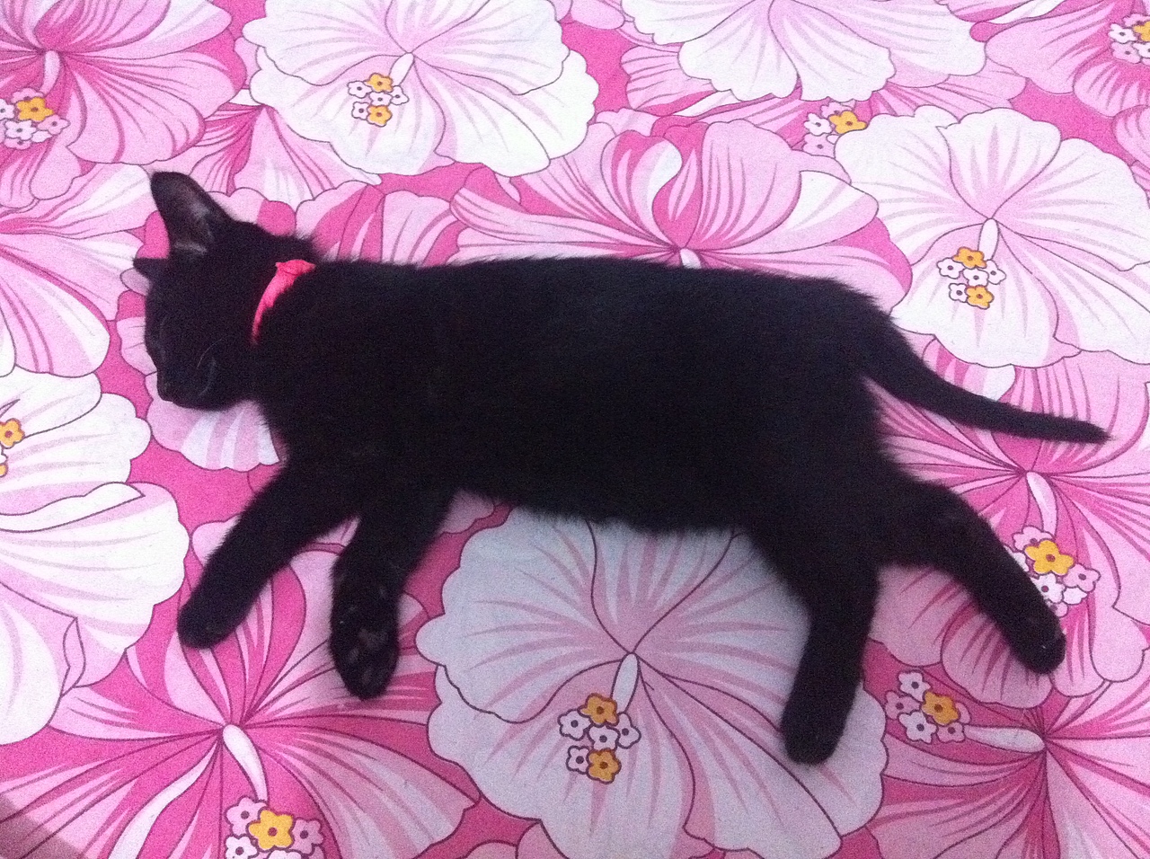 我家的双猫记。。。。(图ZMjU2NDAxMDg=) - 宠物摄影 - 站酷设计师猫咪枣枣原创素材 - 站酷ZCOOL
