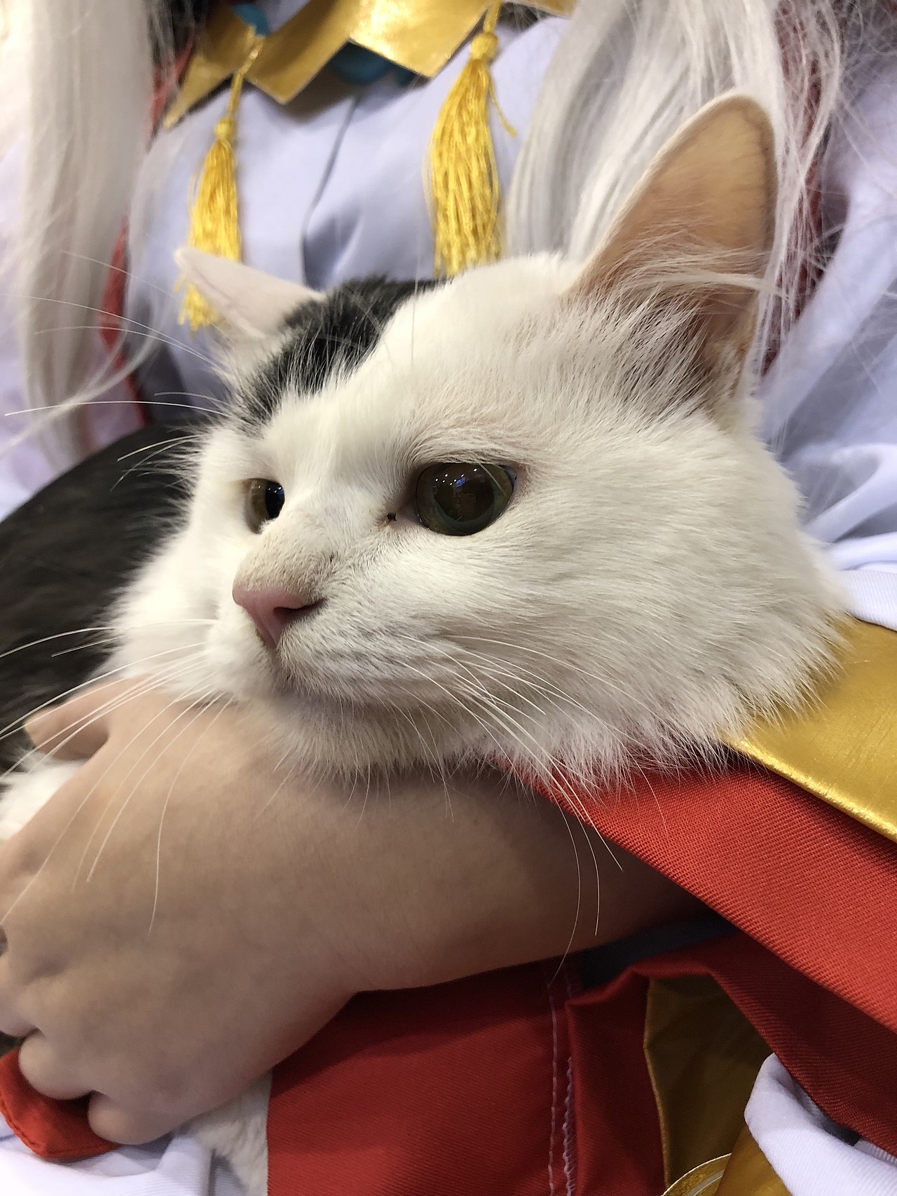 手机拍摄的小可爱们（图ZMTM0NDQzMTMy） - 人文/纪实摄影 - 站酷设计师hgeir原创素材 - 站酷ZCOOL