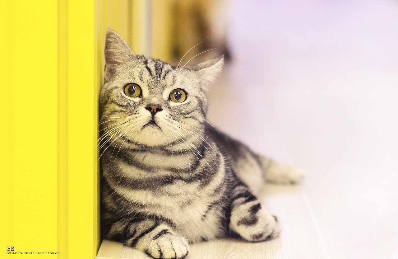 宠物画家刘诗洋油画作品《懒懒猫咪》