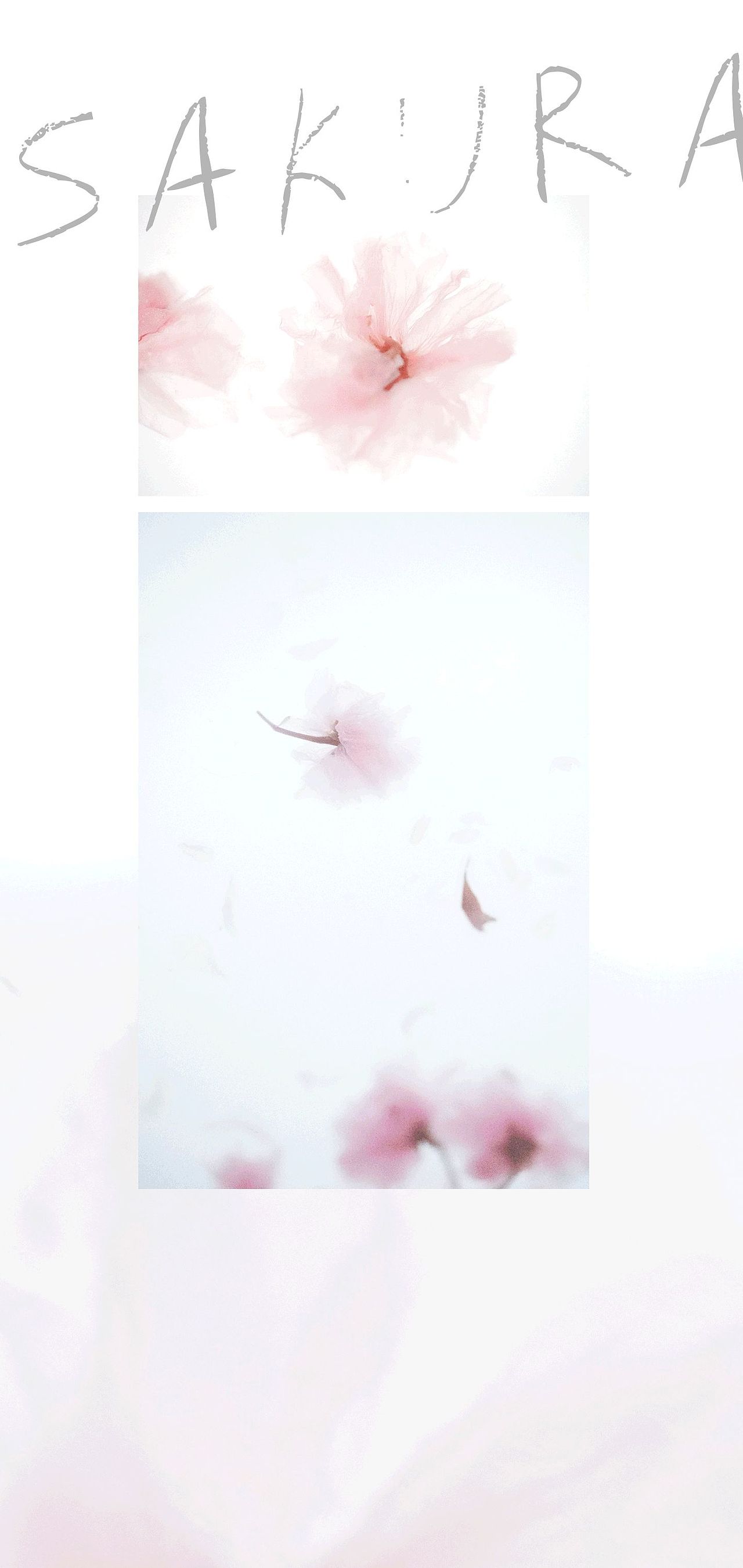 樱花抄（图ZMjk1Mzk2NTE2） - 时尚/艺术摄影 - 站酷设计师MRATINCHEN原创素材 - 站酷ZCOOL
