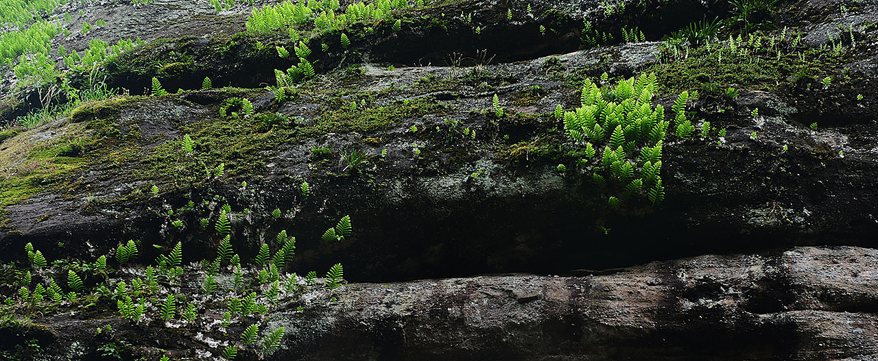 BRAND WORKS | 茶品牌 千峰翠色 品牌包装（图ZMTAwOTg0NzI0） - 包装 - 站酷设计师StudioJU聚品牌原创素材 - 站酷ZCOOL