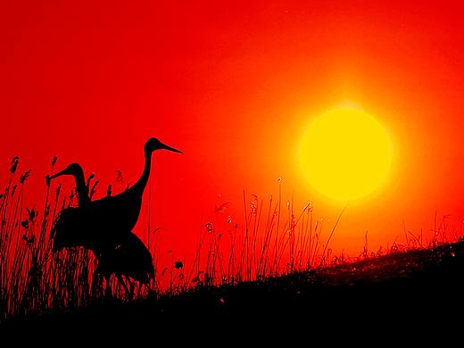 鶴（個(gè)人主頁(yè)-ZNDAzOTA3NjA=） - 其他 - 站酷設(shè)計(jì)師云澤設(shè)計(jì)原創(chuàng)素材 - 站酷ZCOOL