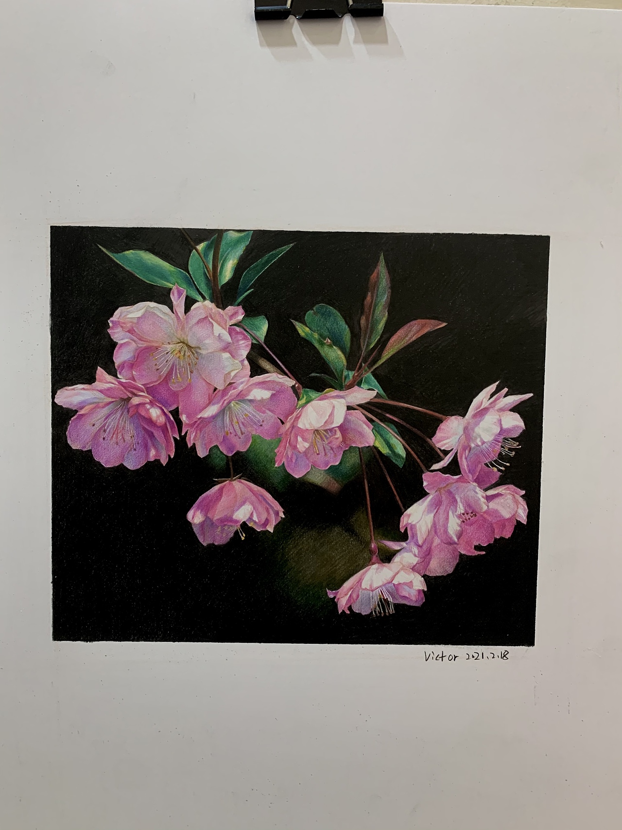 彩铅桃花