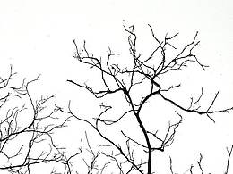 枝芽