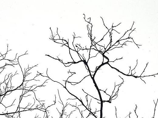 枝芽（个人主页-ZMzE5OTk3Mg==） - 风光摄影 - 站酷设计师牛妞原创素材 - 站酷ZCOOL