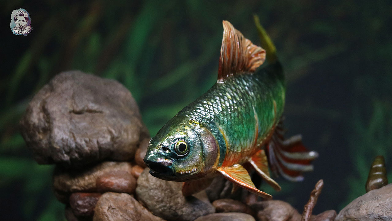 原生鱼宽鳍鱲涂装分享